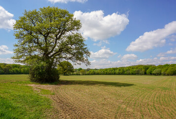 Fototapeta na wymiar A planted crop field in late spring. Open farmland with single oak tree to the left. Sunny day over English countryside