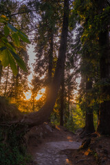 Obraz premium sunset in the forest