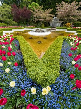 Spring garden with tulips and forget-me-nots on the flowerbeds