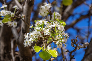 Pyrus calleryana Decne, or the Callery pear, is a species of pear tree native to China and Vietnam, in the family Rosaceae.