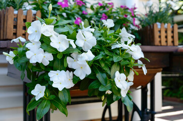 Catharanthus bush with white flowers in wooden boxes near the house. Beautiful annual outdoor flowers.
