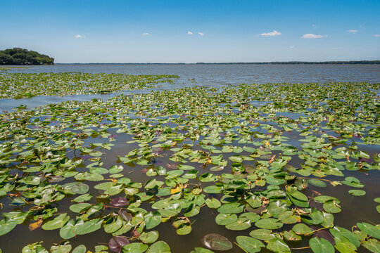 Lake Eustis Lily Pads In Downtown Eustis, Florida