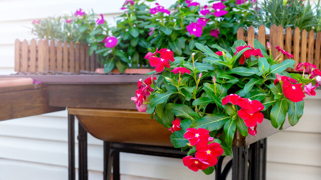 Beautiful outdoor flowers catharanthus in wooden boxes near the house.