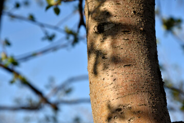 Apple tree trunk and bark in the garden in spring