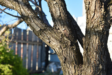 Apple tree trunk and bark in the garden in spring