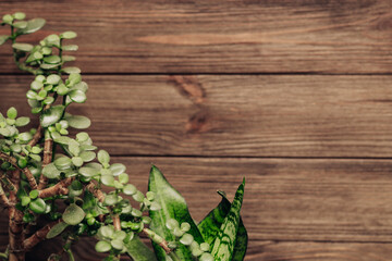 Crassula and Sansevieria in a pot on a wooden background, a plant for home gardening.
