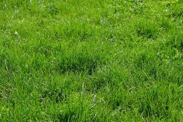 Green grass background. Green grass with bokeh.
