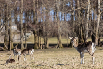 A group of young fallow deer stands at the edge of the forest, dama dama