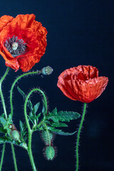 Blossoming red poppy flowers and buds against dark-blue background, papaver rhoeas - obrazy, fototapety, plakaty