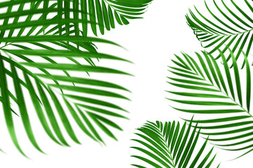 Collage of green leaves of palm tree. Copy space.