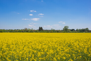 Obraz premium rapeseed field. yellow-blue background like the flag of ukraine