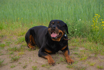dog rottweiler in nature follows the commands of the owner