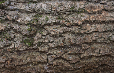 Cracked bark of tree. Moss on trunk. Nature texture. Rough tree bark texture. Rural landscape. Wodds background. Tree surface. Moss on tree. Nature in details. 