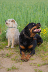 dog rottweiler in nature follows the commands of the owner