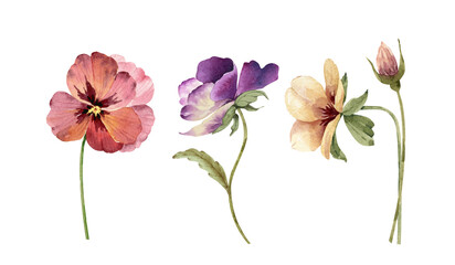 set of watercolor illustrations of flowers of violets on a white background. hand painted for design and invitations. © Lana