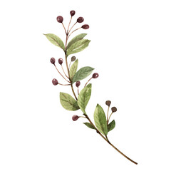 plant branch with leaves and berries, watercolor illustration.