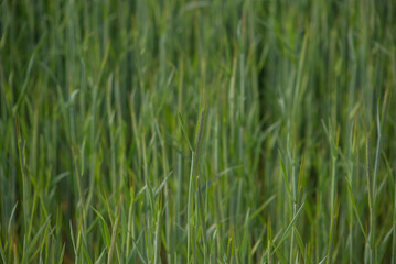 green field with grass. background. field with unripe wheat