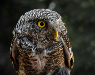 Little owl (Athene noctua) looking sideways, dark background