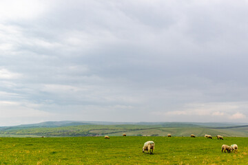 Sheep in the field