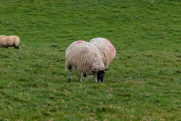 Obraz premium sheep and lambs