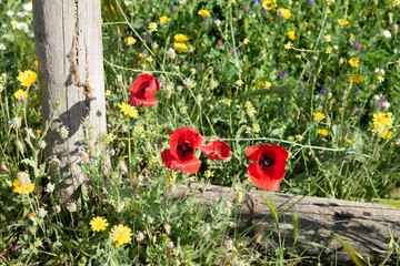Amapolas rojas en el campo de Cádiz, España, foto tomada el 9 de mayo de 2022