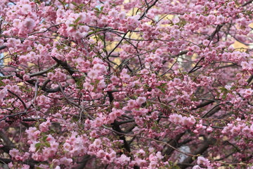 pink cherry blossom Sakura 