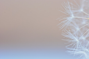 Abstrakt - Hintergrund - Pusteblume