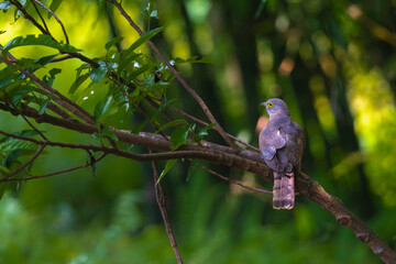 Common hawk Cuckoo