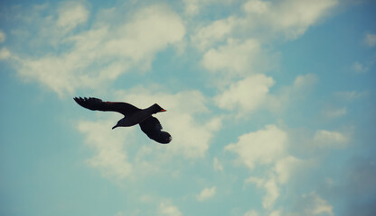 bird in flight