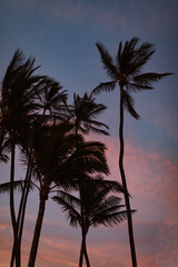 Palm Trees In Hawaii