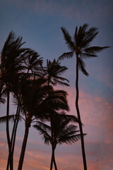 Fototapeta premium Palm Trees In Hawaii