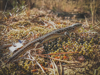 small lizard