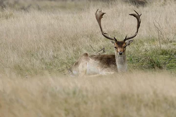 Foto auf Leinwand Damherten    Fallow deer © Holland-PhotostockNL