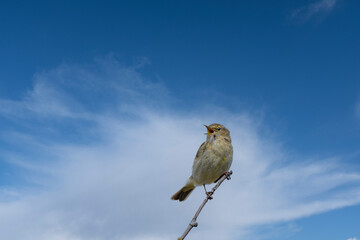 Tjiftjaf - Chiffchaff