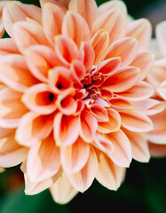 orange dahlia flower