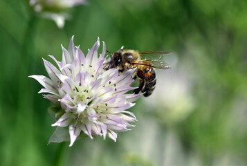 Biene auf einer Schnittlauchblüte