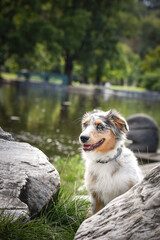 Puppy of australian shepherd is sitting in the nature. Summer nature in park.