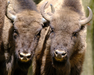Portrait of two European wood bisons Wisent, Bison bonasus © Geza Farkas