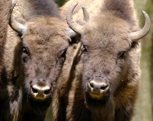 Foto op Plexiglas Portret van twee Europese bosbizons Wisent, Bison bonasus © Geza Farkas