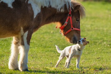 Friendship between a pony horse and a Jack russell terrier