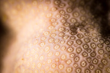 close up of a coral in the Red Sea