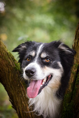 Autumn portrait of border collie. He is so cute in the leaves. He has so lovely face.