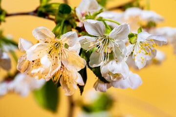 Twigs of a cherry or apple tree with blooming white flowers on yellow studio background. Blooming fruit tree close up. Spring flowering orchard with white flowers and green leaves.