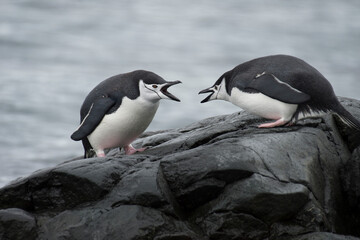 Two Chinstrap Penguins in Antarctica