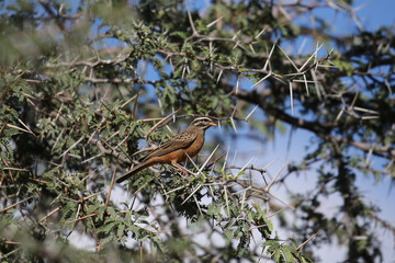 Cinnamon-breasted Bunting in an Acacia tree, Kgalagadi, South Africa