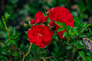 roses of intense red color in contrast with the leaves 