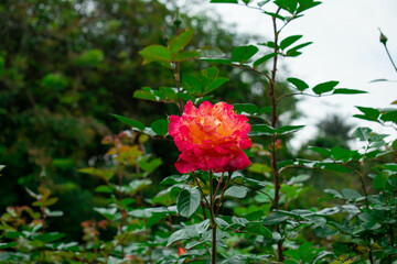 pink with multiple shades of red  