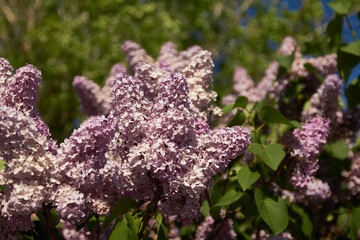 purple flower in the forest