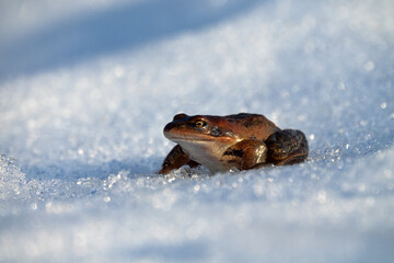 This Moor frog (Rana arvalis) woke up in early spring and makes the transition from the hibernating...