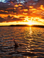 Fishing at sunset. Catching predatory fish on spinning. Sunset colors on the water surface, sunny...